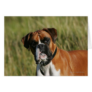 Cartão Boxer Dog Olhando para a câmera