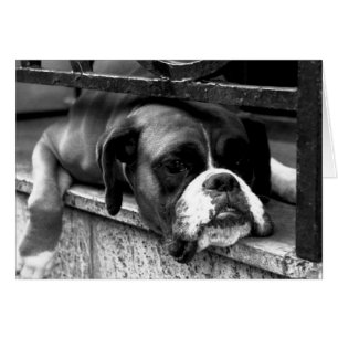 Cartão Boxer Dog On Windowsill gcn