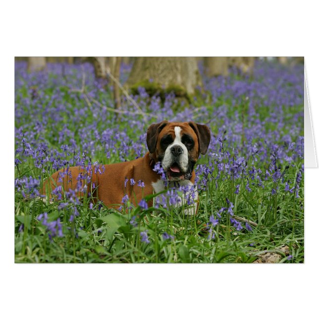 Cartão Boxer Lay in Bluebells (Frente Horizontal)