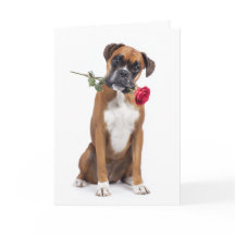 Boxer Valentine – Coração Leal, Alma Divertida