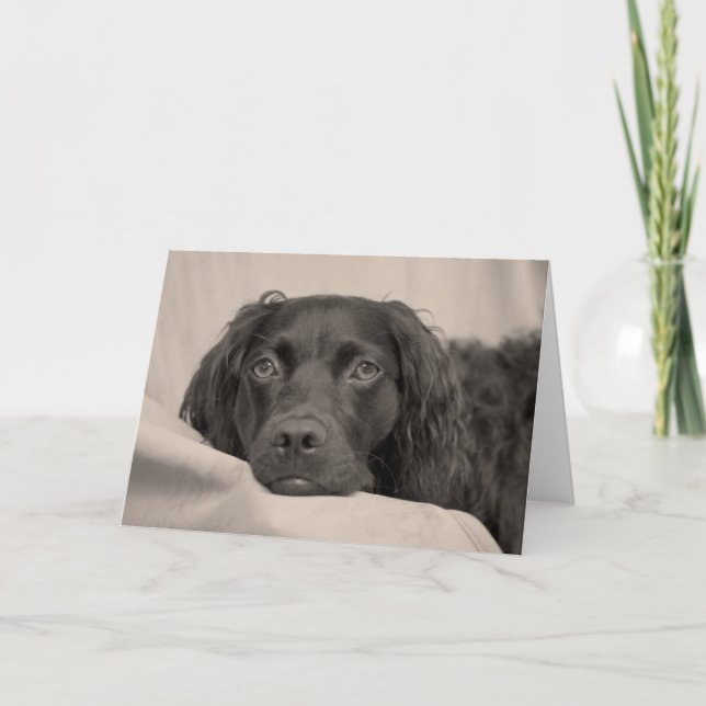 Cartão Boykin Spaniel Greeting Card (Frente)