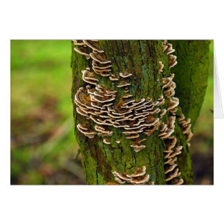 Cartão Bracket Funghi