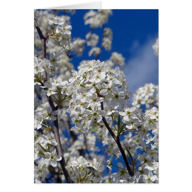 Cartão Bradford Pear Blooms (Frente)