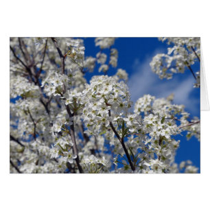 Cartão Bradford Pear Blooms