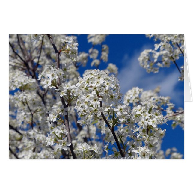 Cartão Bradford Pear Blooms (Frente Horizontal)