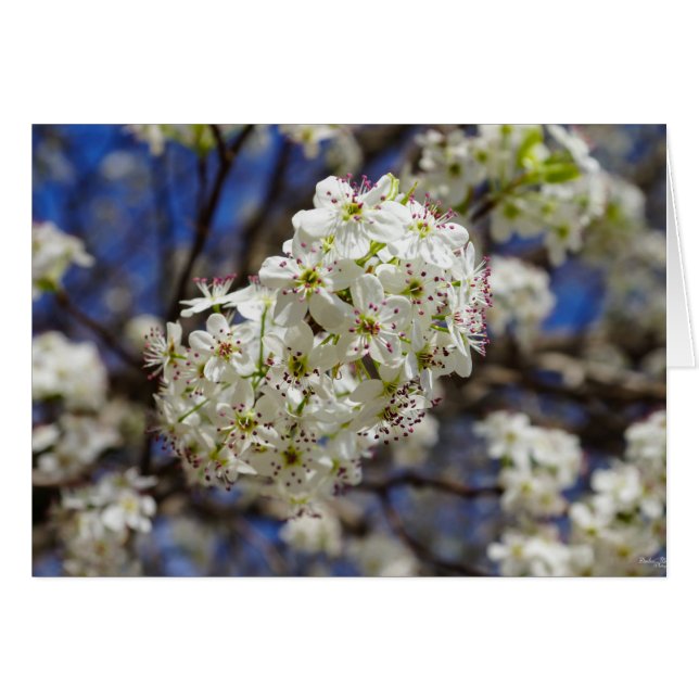 Cartão Bradford Pear Blooms (Frente horizontal)