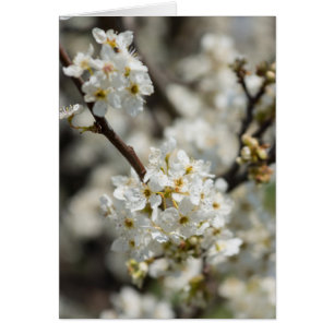 Cartão Bradford Select Focus