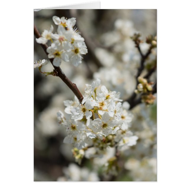 Cartão Bradford Select Focus (Frente)