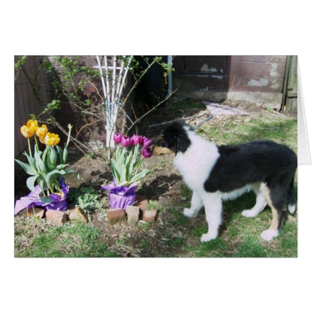 Cartão Braedyn cheira às flores (Frente horizontal)