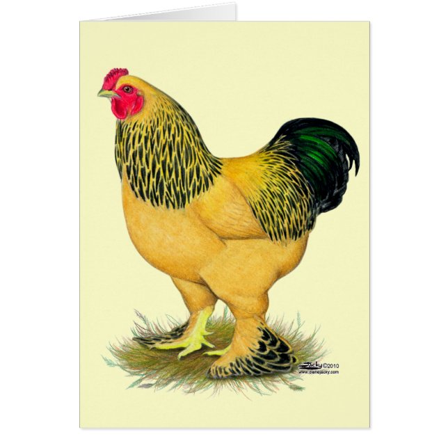 Cartão Brahma: Buff Rooster (Frente)