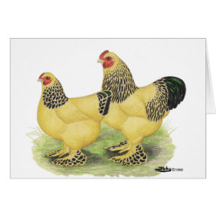 Cartão Brahmas: Galinhas anãs amarelas