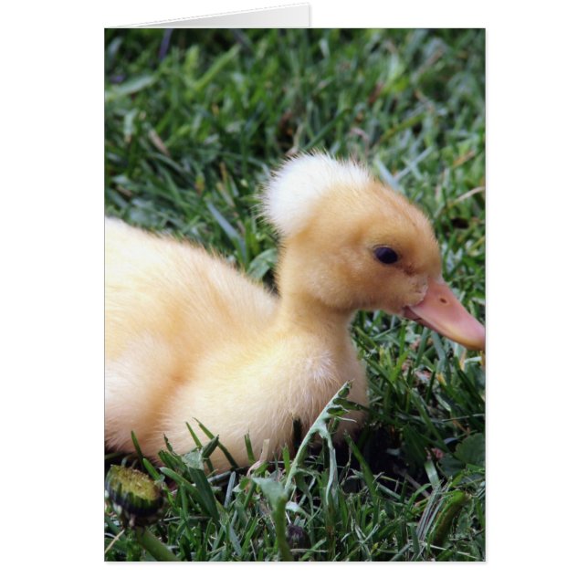 Cartão Brainy (Frente)