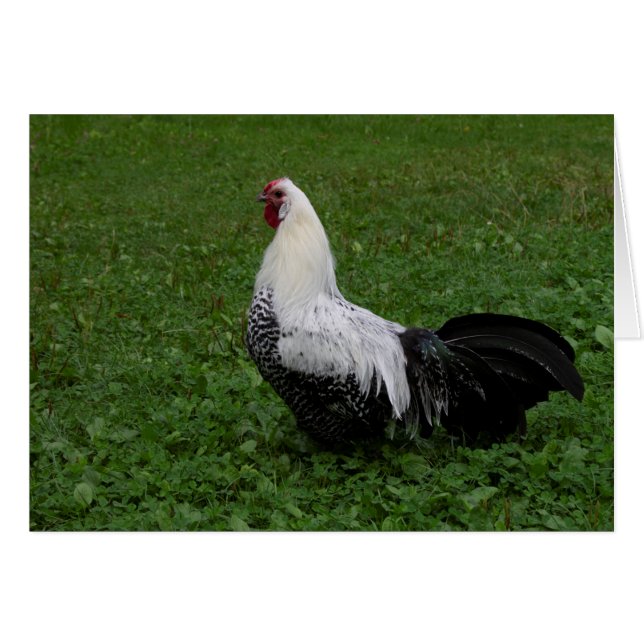 Cartão Brakel Hahn (Frente horizontal)