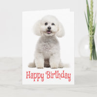 Branca Bichon Frise Cachorro Vermelho Feliz Aniver