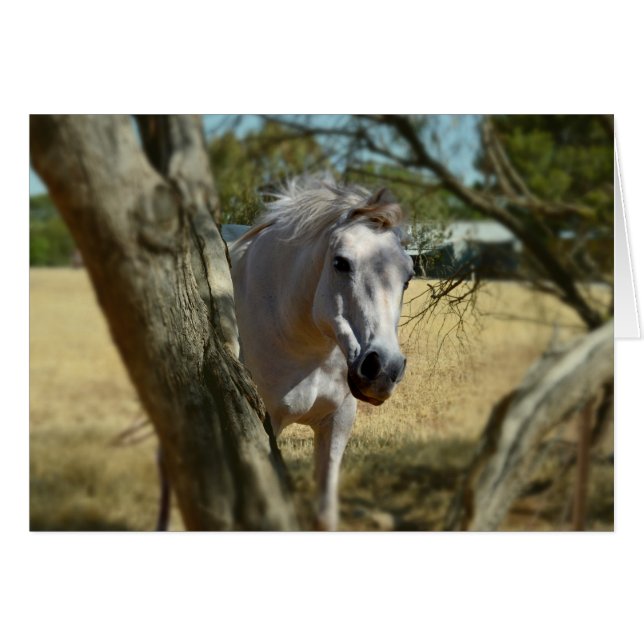 Cartão Branca De Neve O Cavalo,_ (Frente Horizontal)