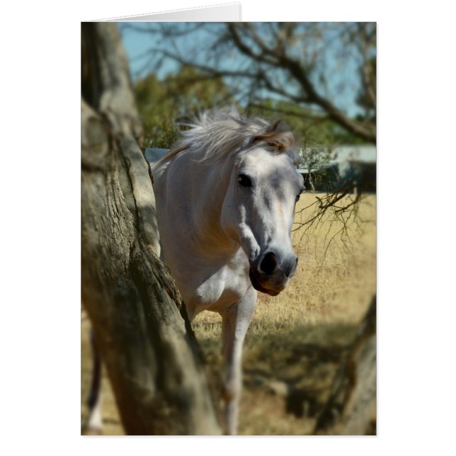 Cartão Branca De Neve O Cavalo,_ (Frente)