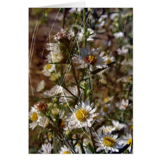 Cartão Branco 1 (Frente)