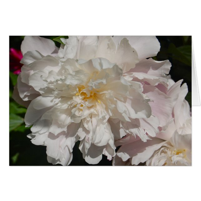 Cartão Branco a rosa (Frente Horizontal)