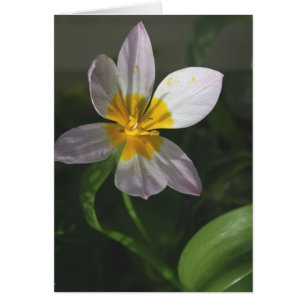 Cartão branco da tulipa