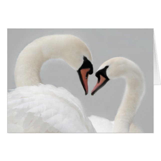 Cartão branco das cisnes (Frente Horizontal)