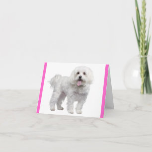 Cartão Branco de Cachorrinho Maltês Rosa