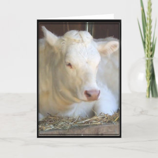 Cartão branco de vaca