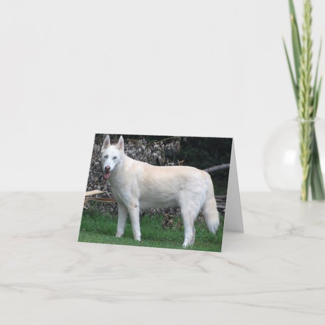 Cartão branco siberiano Husky (Frente)