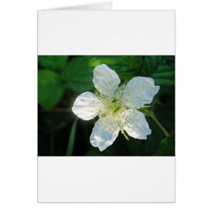 Cartão Branquea Brombeerblüte