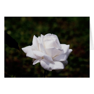 Cartão branquea rosa