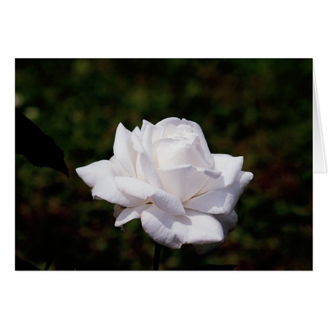 Cartão branquea rosa (Frente Horizontal)