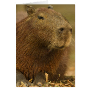 Cartão Brasil, Pantanal, Matto Grosso. Capybara