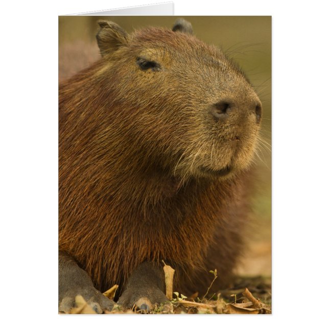 Cartão Brasil, Pantanal, Matto Grosso. Capybara (Frente)