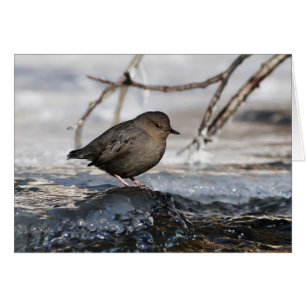 Cartão Brave American Dipper