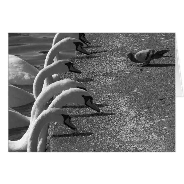 Cartão Brave Pigeon (Frente Horizontal)