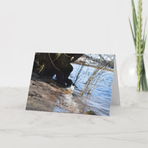 Cartão Breakers, Beachlife