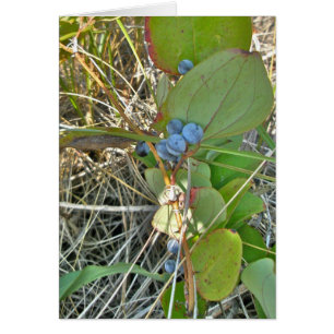 Cartão Briar de Bull (rotundifolia do Smilax) & videira