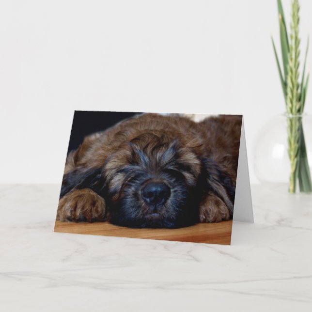 Cartão briard puppy (Frente)