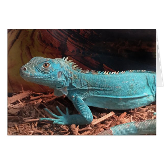 Cartão Bright Aqua Blue Iguana (Frente Horizontal)