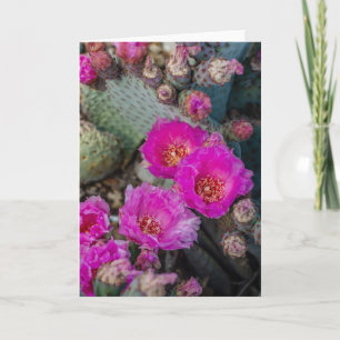 Cartão Bright Fuchsia Cactus Flowers   Desert Spring