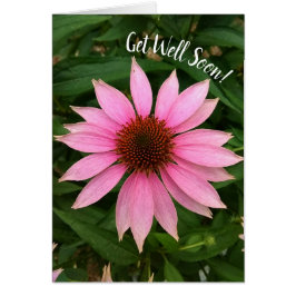 Cartão Bright Purple Coneflower Siga Muito Tempo