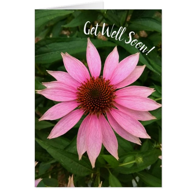 Cartão Bright Purple Coneflower Siga Muito Tempo (Frente)