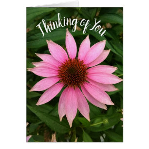Cartão Bright Purple Coneflower Thinking of You Card