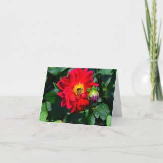 Cartão Bright Red Dahlia Wine Colored Bud Greeting Card