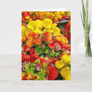 Cartão bright slipperwort flower garden