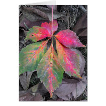 Brilhância entre as Cinzas - Folha de outono