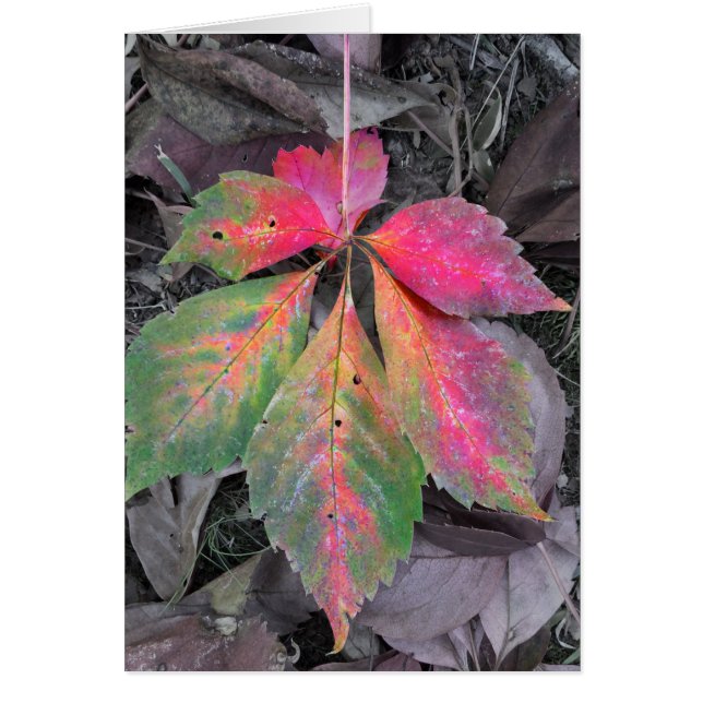 Cartão Brilhância entre as Cinzas - Folha de outono (Frente)