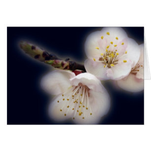 Cartão brilhando à luz da lua