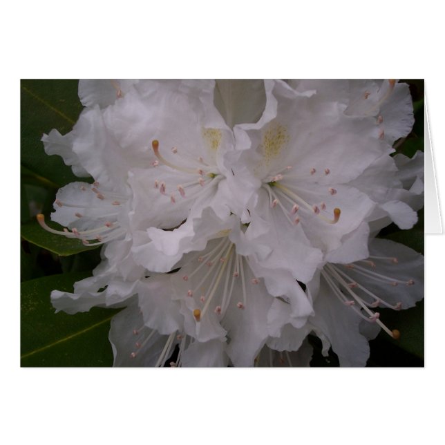 Cartão Brilhantes brancos (Frente Horizontal)