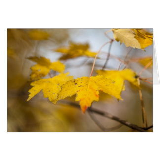 Cartão Brilho do Maple