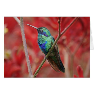 Cartão Brilho Iridescente